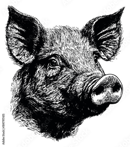 Wild boar head hand drawn sketch