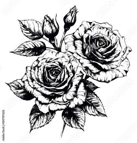 Vintage rose flower set with buds and leaves black and white line art