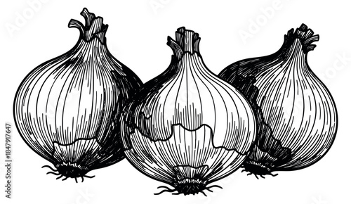 Vintage onion set with whole bulbs hand drawn outline illustration