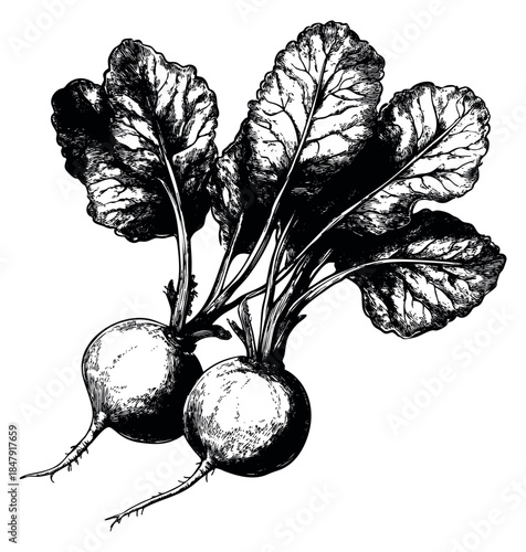 Vintage radish set with leaves hand drawn sketch