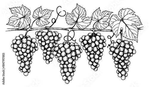 Grapevine set with grape clusters and leaves black and white line art