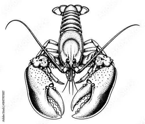 Vintage lobster illustration hand drawn sketch
