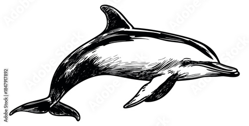 Dolphin illustration hand drawn sketch