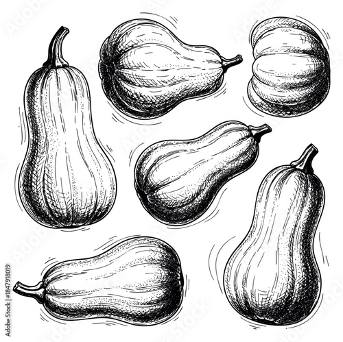 Hand drawn squash vegetable set black and white line art