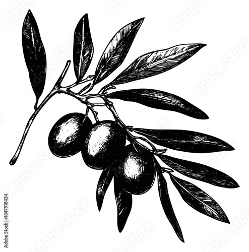 Olive branch illustration with olives and leaves black and white line art
