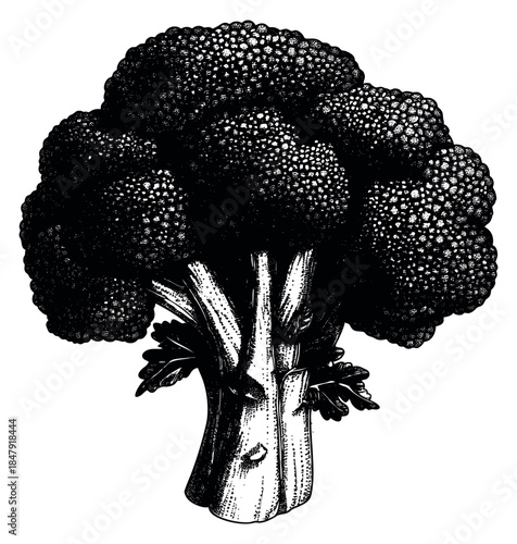 Vintage broccoli illustration hand drawn sketch