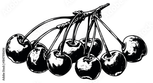 Vintage cherry set with stems black and white line art