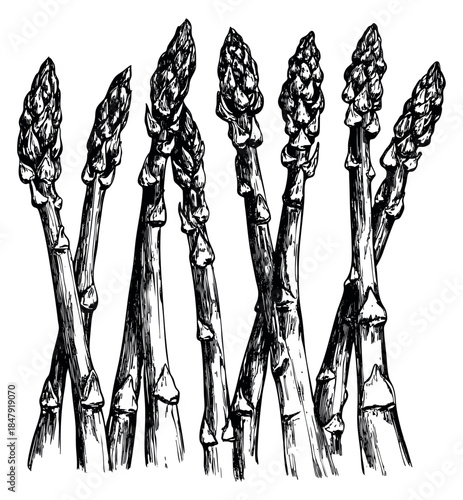 Vintage asparagus set hand drawn sketch