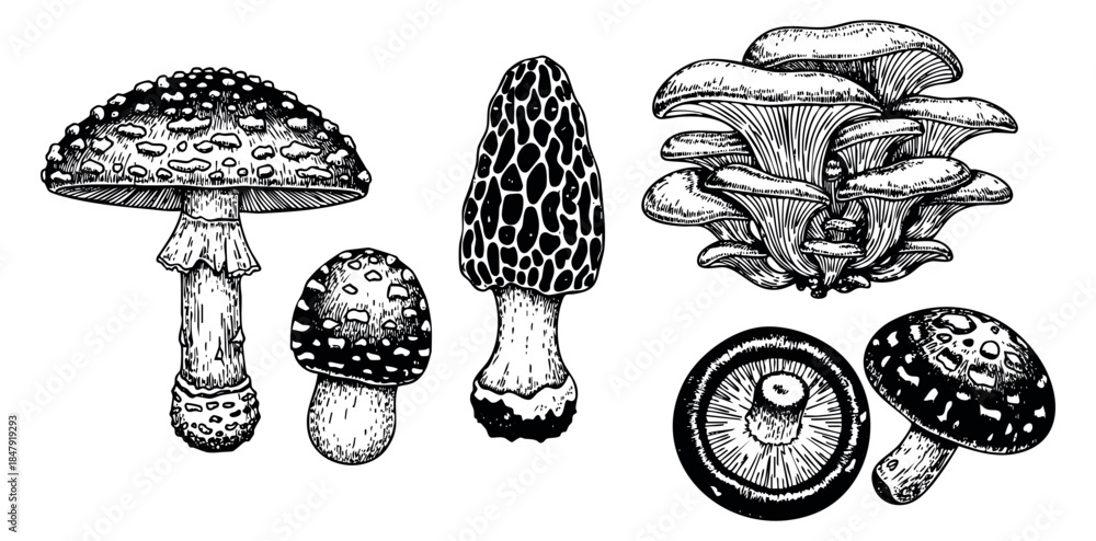 Fototapeta premium Vintage mushroom set with amanita morel oyster and button mushrooms hand drawn outline illustration