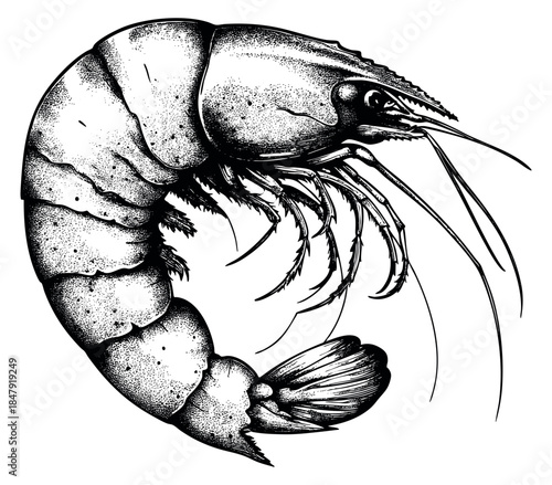 Detailed shrimp illustration black and white line art