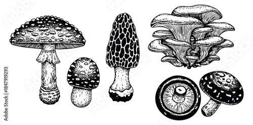Vintage mushroom set with amanita morel oyster and button mushrooms hand drawn outline illustration