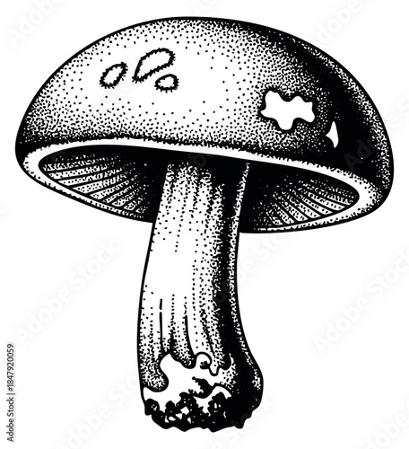 Vintage mushroom illustration hand drawn sketch