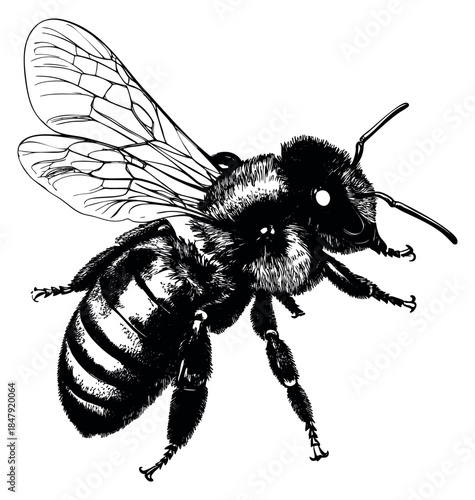 Detailed bee illustration black and white line art
