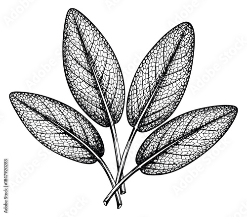 Vintage sage leaves set with detailed veins hand drawn outline illustration