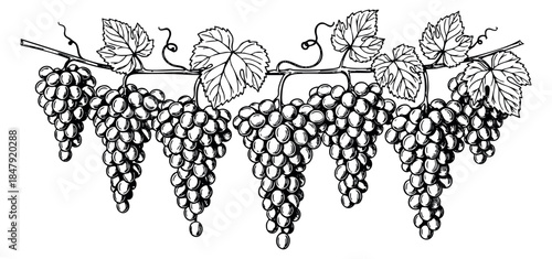Vintage grape vine set with leaves black and white line art