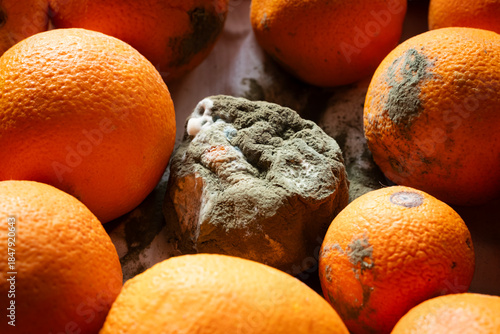 Spoiled orange showing advanced mold and decay among fresh and slightly affected citrus fruits, illustrating food waste and contrast in freshness