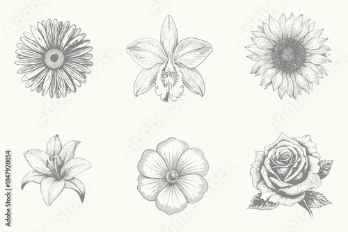 luxury flowers tulip, lily, sunflower, orchid, Daisy. Vintage Floral set for creative design illustration. Realistic wildflower freehand drawing. Isolated monochrome floral design element. Eps 10