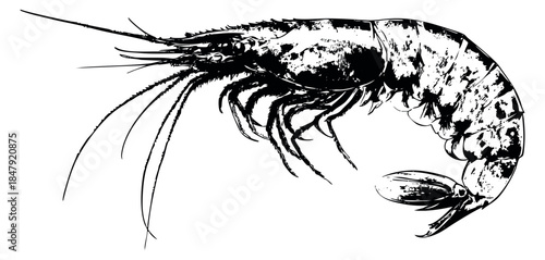 Vintage shrimp illustration black and white line art