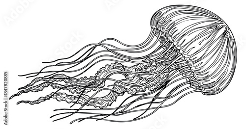 Jellyfish illustration with tentacles and bell hand drawn outline illustration