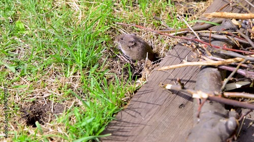 Gray field mouse eats grass near its burrow. Agricultural pest. Wild animal.