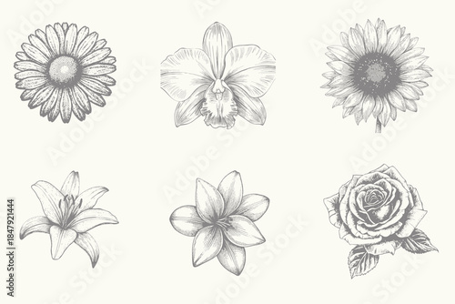 Hand drawn orchid, Daisy, tulip, lily, sunflower illustration. for greeting card and invitations of the wedding, birthday, Valentine's Day, mother's day and other seasonal holiday. Eps 10