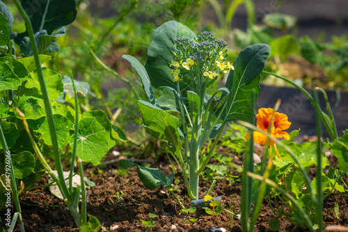 Flowering broccoli in a home garden showing a cultivation mistake, as the broccoli did not form a head. Bolting brassica with yellow blooms in natural daylight