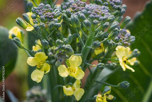Flowering broccoli in a home garden showing a cultivation mistake, as the broccoli did not form a head. Bolting brassica with yellow blooms in natural daylight