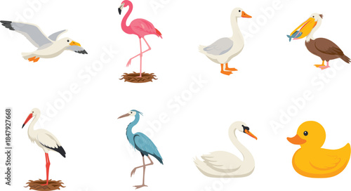 Bird species collection isolated on white background