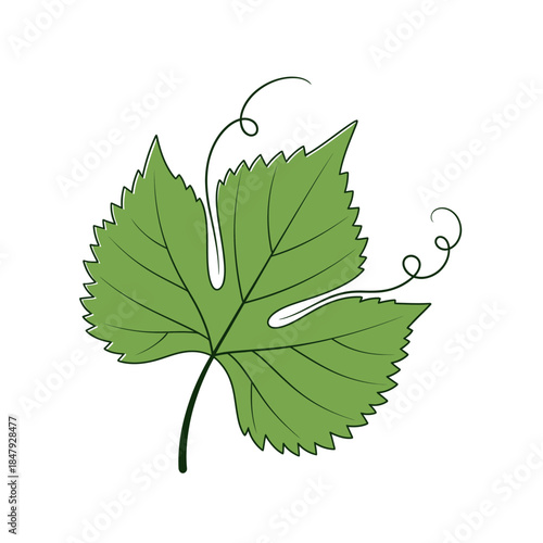 Green grapevine leaf with tendrils on white background
