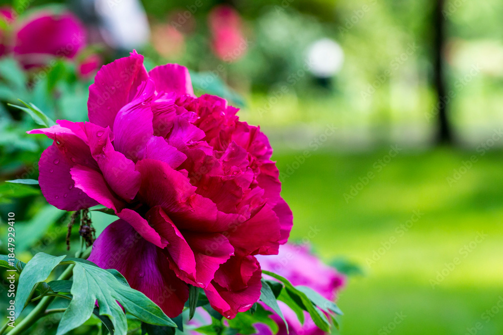Fototapeta premium The peony is red on a blurred background with highlights and side effects. close-up. natural light.