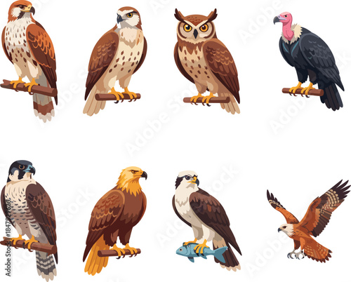 Birds of prey realistic illustrations set