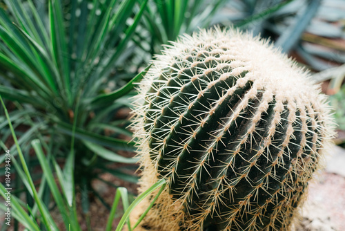 Echinocactus gruzona is a species of the genus Echinocactus. Cactus in the greenhouse. 