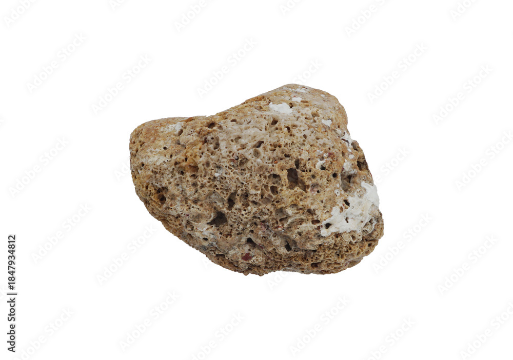 Obraz premium sea shell isolated on white background
