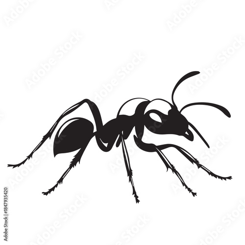 ant isolated on white background