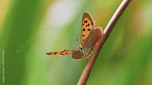 Small Copper Butterfly on a Stem
