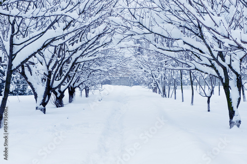 Columbus Ohio December 15, 2024 Snow Covered Arch Tree road after a fresh snow storm.