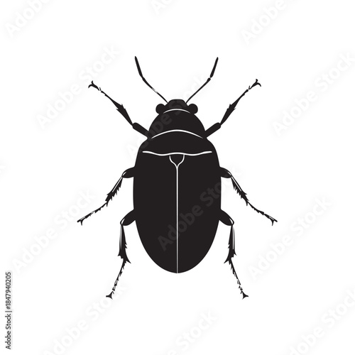 black beetle isolated on white