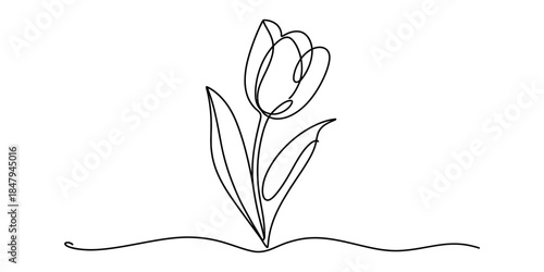 A minimalist single continuous line drawing of an elegant tulip flower Vector, illustration