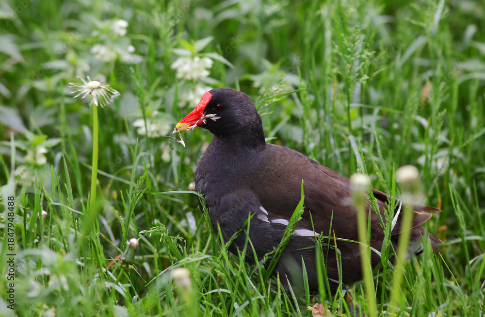 Obraz premium Moorhen is feeding on dandelion seeds on the meadow.