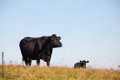 cows grazing together in a green rural field