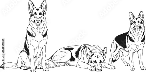 Set of hand drawn German Shepherd dogs sitting, standing and lying down, black and white vector illustration isolated on white background, for pet design concepts