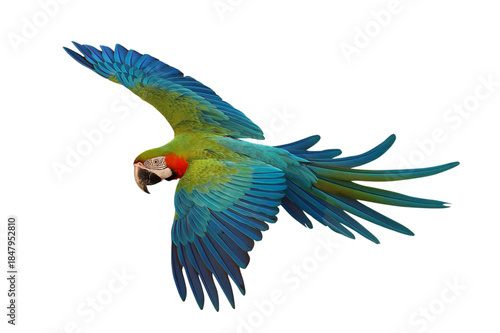 Colorful flying Harlequin Macaw parrot isolated on transparent background png file
