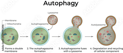 Autophagy: Cellular Recycling and Degradation Process