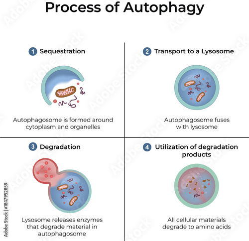 Process of Autophagy Design Vector Illustration