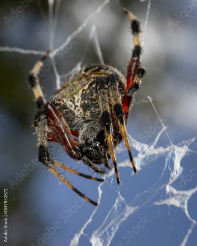 Spotted orb weaver spider seen from an upward angle