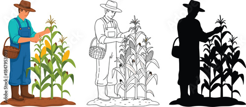 Farmer harvesting corn illustrated in color, outline, and silhouette styles showing agriculture, farming work, crop cultivation, rural labor and organic food concept