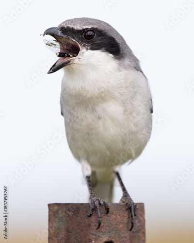 Insect eating bird swallowing the last bit of a dragonfly