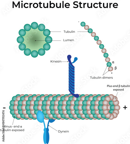Microtubule Structure Design Vector Illustration