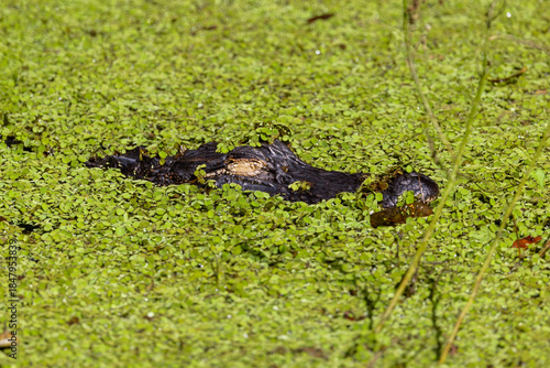 Alligator concealed in pond duckweed