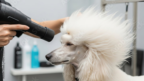 Poodle getting groomed with hair dryer in a pet salon  